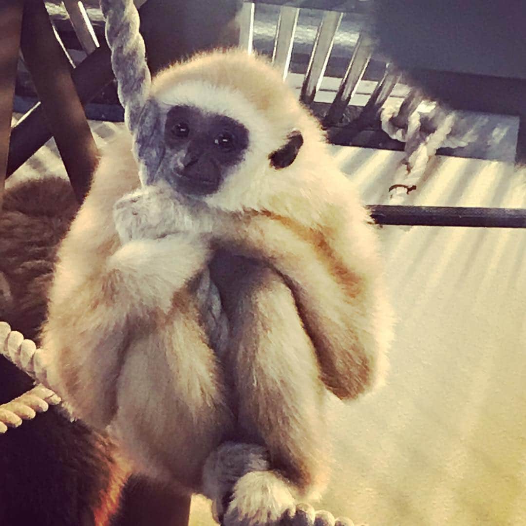 高橋麻美さんのインスタグラム写真 - (高橋麻美Instagram)「アイドルちっくなお猿ちゃん♡  #hokkaido #asahikawa #zoo #asahiyamazoo #monkey #gibbon #cute #idol」2月17日 14時51分 - charmy421