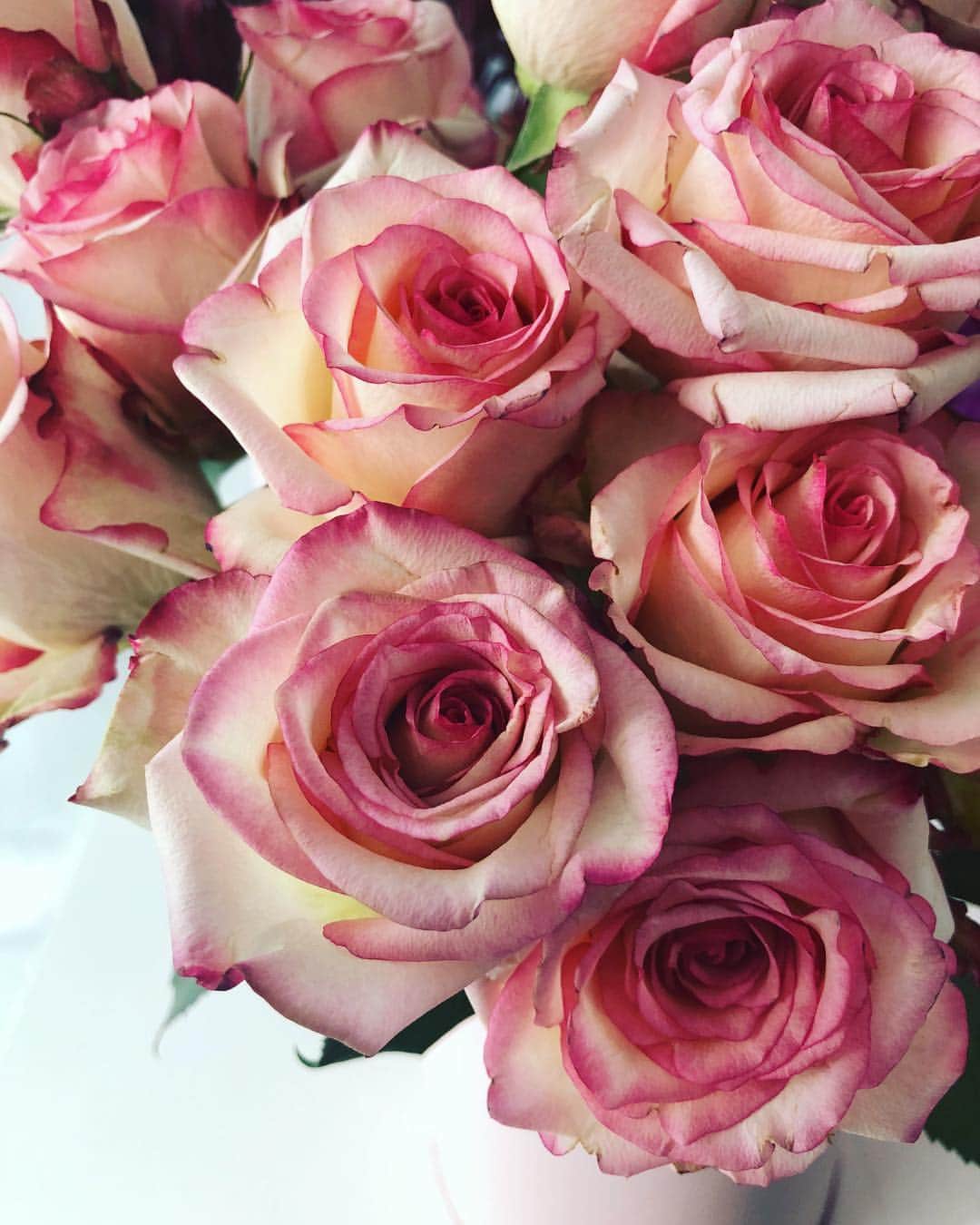 望月理恵さんのインスタグラム写真 - (望月理恵Instagram)「バラ🌹 ステキなグラデーションです。 一目惚れ。 おやすみなさい。 #今日はもう眠い#おやすみなさい🌙 #花のある生活#バラ#花」2月17日 21時56分 - mochiee28