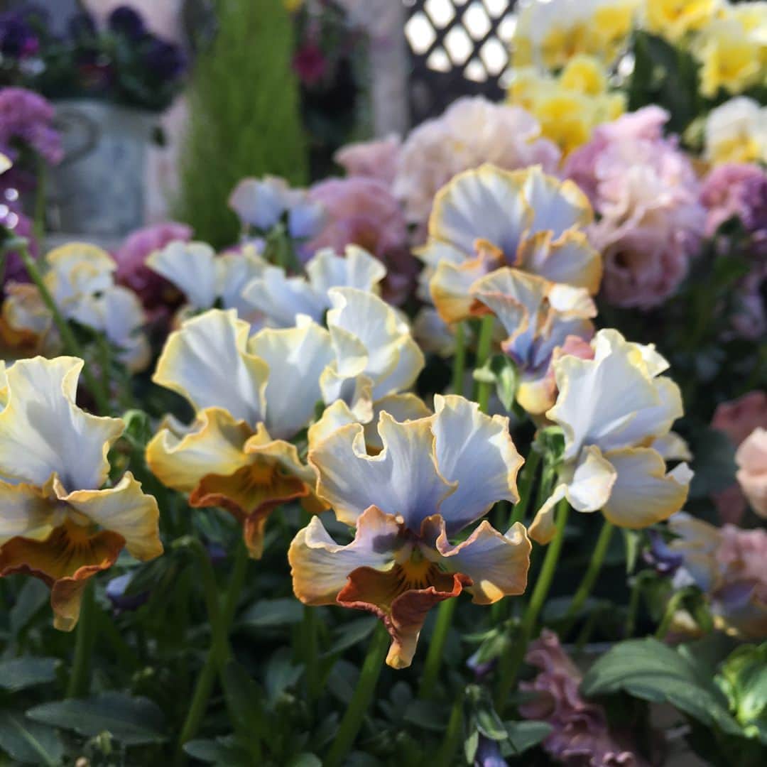 雑誌『花時間』さんのインスタグラム写真 - (雑誌『花時間』Instagram)「ようこそ💕、パンジー&ビオラたちが共鳴する早春のガーデンへ〜。ただいま、銀座4丁目からすぐ「ファンケル 銀座スクエア」10階に、“早春の女神の庭”が出現しています。ビオラの大きなハート💝リースがお出迎えしてくれるガーデンには、ラナンキュラスなどの春の花がいっぱい。珍しい品種にもたくさん出会えますよ〜(^^)。その一部は2枚目、4枚目、5枚目のpicでどうぞ。2／23（金）まで。入場無料ですっ❣️ by マダム ファンケル 銀座スクエア〈早春の女神の庭〉 http://www.fancl.jp/ginza-square/campaign/index.html#event05 #ファンケル銀座スクエア #早春の庭 #空中庭園 #銀座 #東京 #スプリングガーデン #hanajikan #hana #flower #flowers #flowerslovers #flowerstagram #viola #springflowers #garden #ginza #花時間 #花 #花好き #花藝 #花好きな人と繋がりたい #花が好きな人と繋がりたい #花のある生活 #花のある暮らし #ガーデニング #ラナンキュラス #パンジー #ビオラ」2月18日 10時35分 - hanajikan_magazine