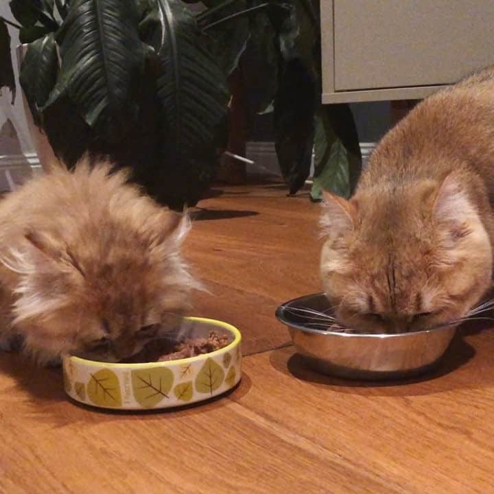 のインスタグラム：「If you don’t like loud chewing, best turn the volume down 😸😬🙉 #noisyeaters ••••••••••••••••••••••••••••••••••••••••••••• . . . . . #pumpkinthepurrmachine #bouledepoil #catmyboss @go_animals_official @animals.co  @cats_of_instagram @catsnet @cats_of_world @cutepetclub #happycatclub #ronronar #みんねこ #animalvideo #catsnet #cats_of_world #แมว #ねこ #kedi #chaton #kawaii #animalsco #catsofgram #pleasantcats#thedailykitten #britishshorthair #gatton #gatti #gattini #fofo #catvideos #sweetcatclub #catloversclub #kittens_today」