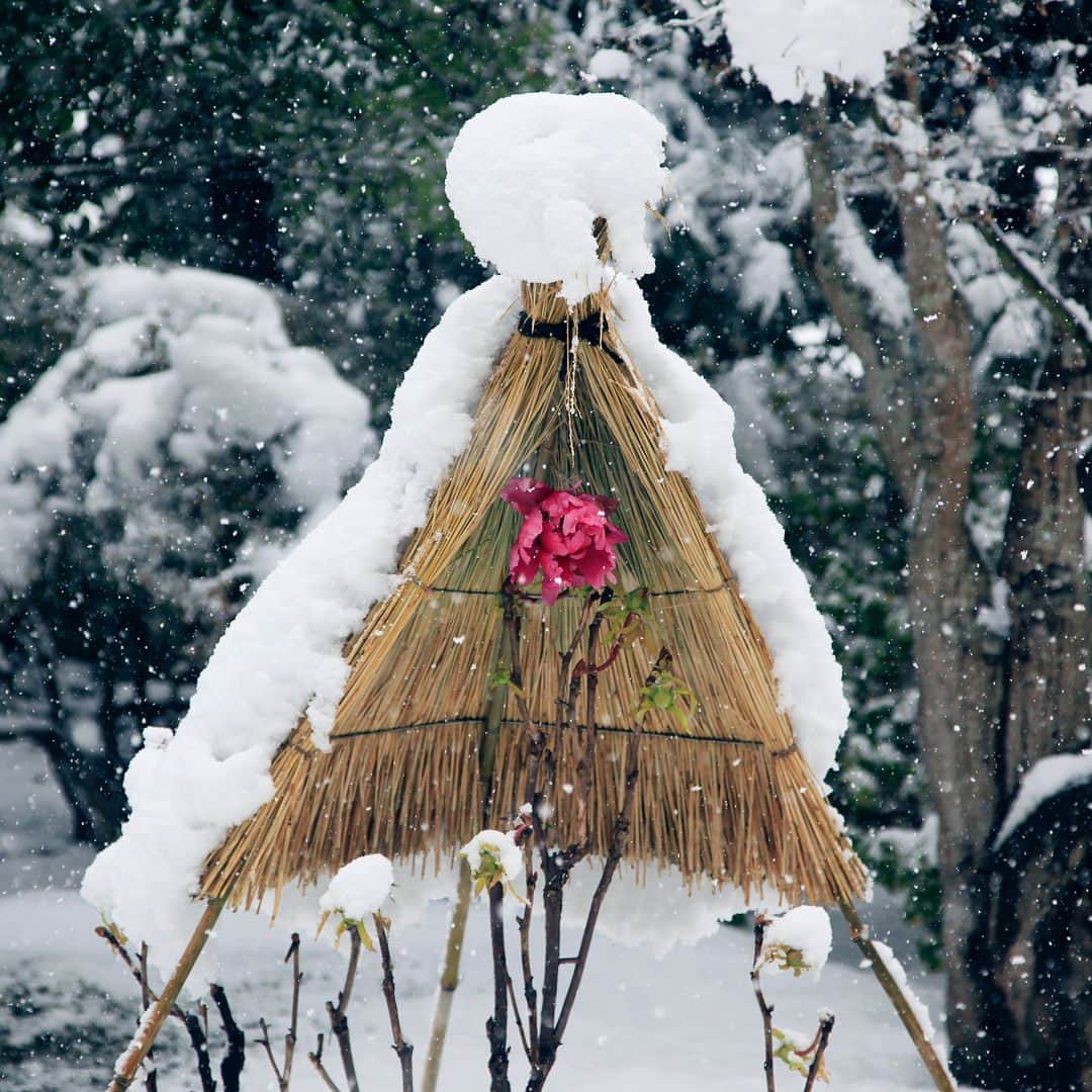 松江女子旅さんのインスタグラム写真 - (松江女子旅Instagram)「中海に浮かぶ大根島にある日本庭園「由志園」は、年間を通して牡丹を鑑賞することができる「牡丹の館」が有名です！他にも菖蒲、紅葉、寒牡丹など、四季折々の美しい花が楽しめる庭園には、郷土料理を味わえるお食事処や、庭園を眺めながらくつろげる喫茶コーナーもあります。春に開催する 庭園の池を埋め尽くす「三万輪の池泉牡丹」など、これからの季節は見どころ満載です♫  #女子旅 #庭園 #由志園 #牡丹 #自然 #travel #japan #trip #japantrip #島根 #松江 #大根島 #松江女子旅 #出雲路」2月19日 9時41分 - matsuejoshitabi