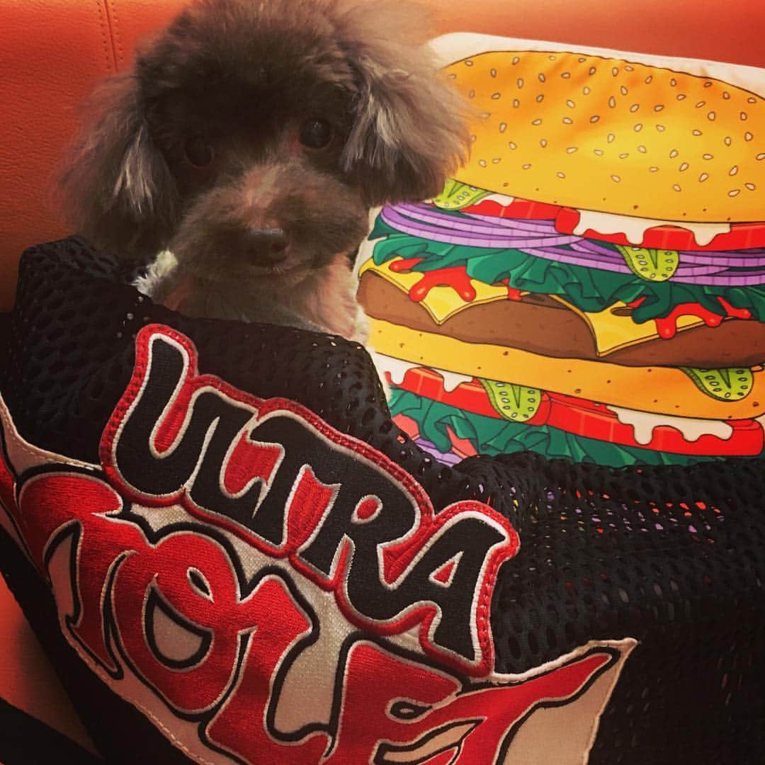 のインスタグラム：「めそさん。外耳炎治ったら今度はお尻の穴が腫れる病気に😭  #teacuppoodle #poodle #dog#pameopose #wooufbarcelona #woouf」