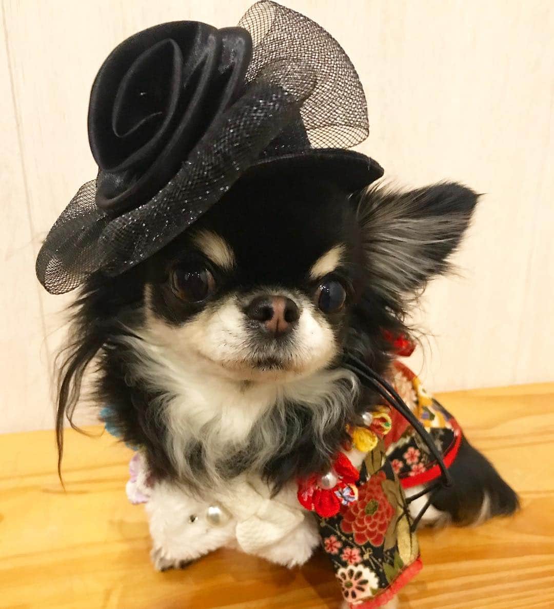 kayoのインスタグラム：「* * 念願のアパハット😍😂 * * Melon❤️ * * #chihuahua#chihuahualove#dogstgram#dog#instadog#ちわわ#チワワ#チワワ大好き#チワワ画像#チワワ部#親ばか部#ロングコートチワワ#多頭飼い * *」