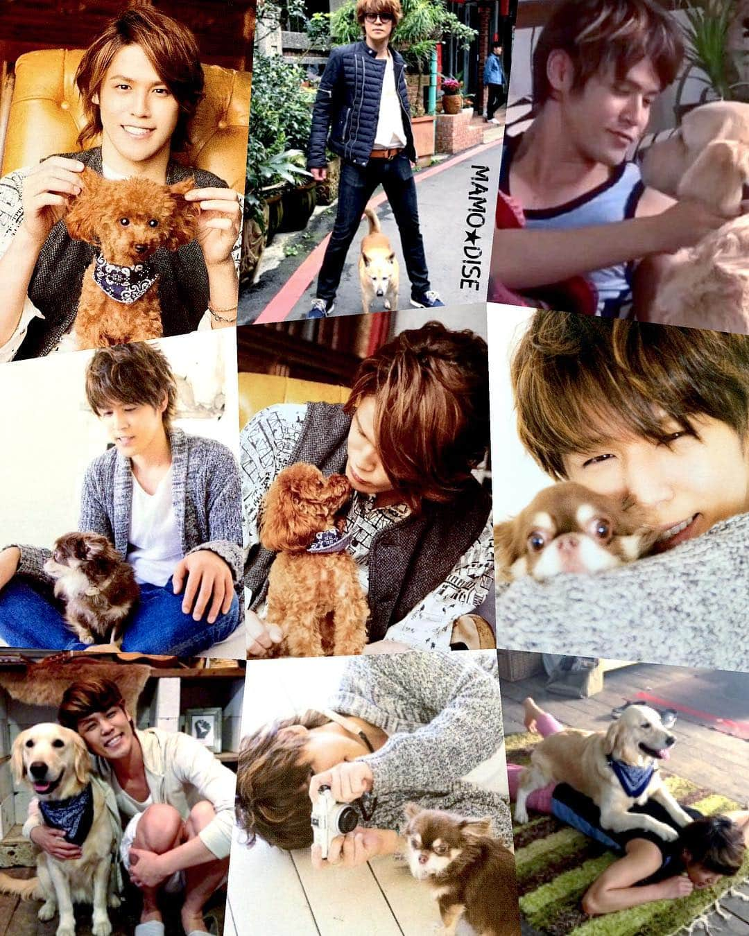 宮野真守のインスタグラム：「🌸 --- Mamo with DOGS 🐶🐕🐩✨ --- アイデアがなくなったから、 次は何のテーマがいいかなぁ🤔 教えてください！✨ --- I'm running out of theme ideas 😅 What themed-collage do you want to see next? 💞 --- #宮野真守 #miyanomamoru #mamorumiyano #声優 #seiyuu」