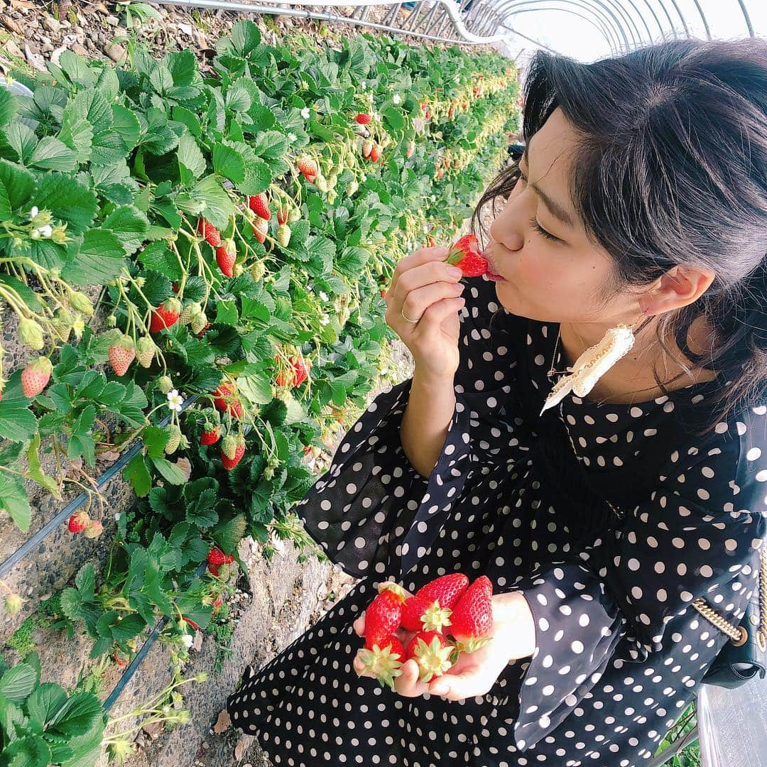 ayumiさんのインスタグラム写真 - (ayumiInstagram)「Good days🌞 いちご狩り日和な1日🤗🍓 久能山の石垣いちごは粒が大きくてあまーくてとっても好き◎ 今日も美味しくて楽しい1日でした～🤤♥ #久能山いちご狩り#いちご狩り#いちご#静岡#久能山#goodday#happy」2月19日 23時34分 - ayupichikitchen