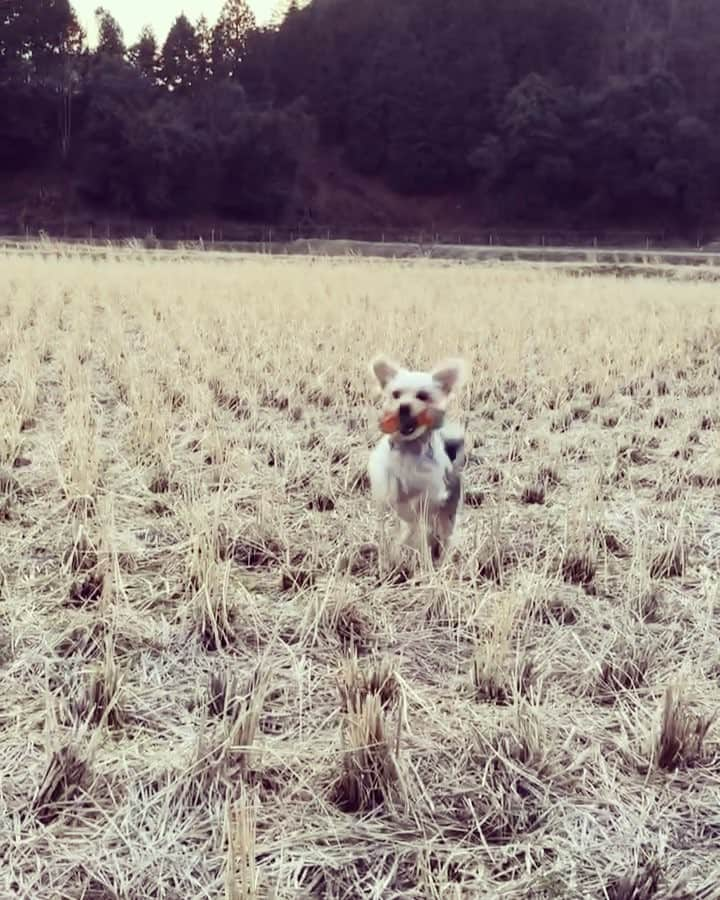 Willy Wonkaのインスタグラム：「#野うさぎ #田園風景 #安芸高田市 #毛利元就 #冬の田んぼ  #japanesegarden #japanesedog #japaneserice #dogmodel #dog #dogsofinstagram #yorkiesofinstagram #dachshund #doggy #doggie #insta_dogs #instapups #ヨーキー #ダックスフント #ダックスフンド #ヨークシャテリア #ハーフ犬 #ミックス犬 #ミックス犬同好会」