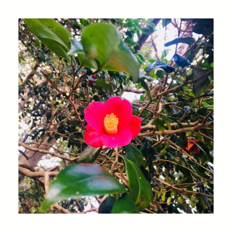 畠山愛理さんのインスタグラム写真 - (畠山愛理Instagram)「この週末に伊豆七島の利島に講演に行ってきました✨利島の方々に温かく迎えて頂き、美しい自然と子供達の素直さや純粋さにとても心を打たれました。♡写真は利島の椿です😊✨#利島村立利島小中学校#利島#椿」2月20日 22時48分 - airihatakeyama