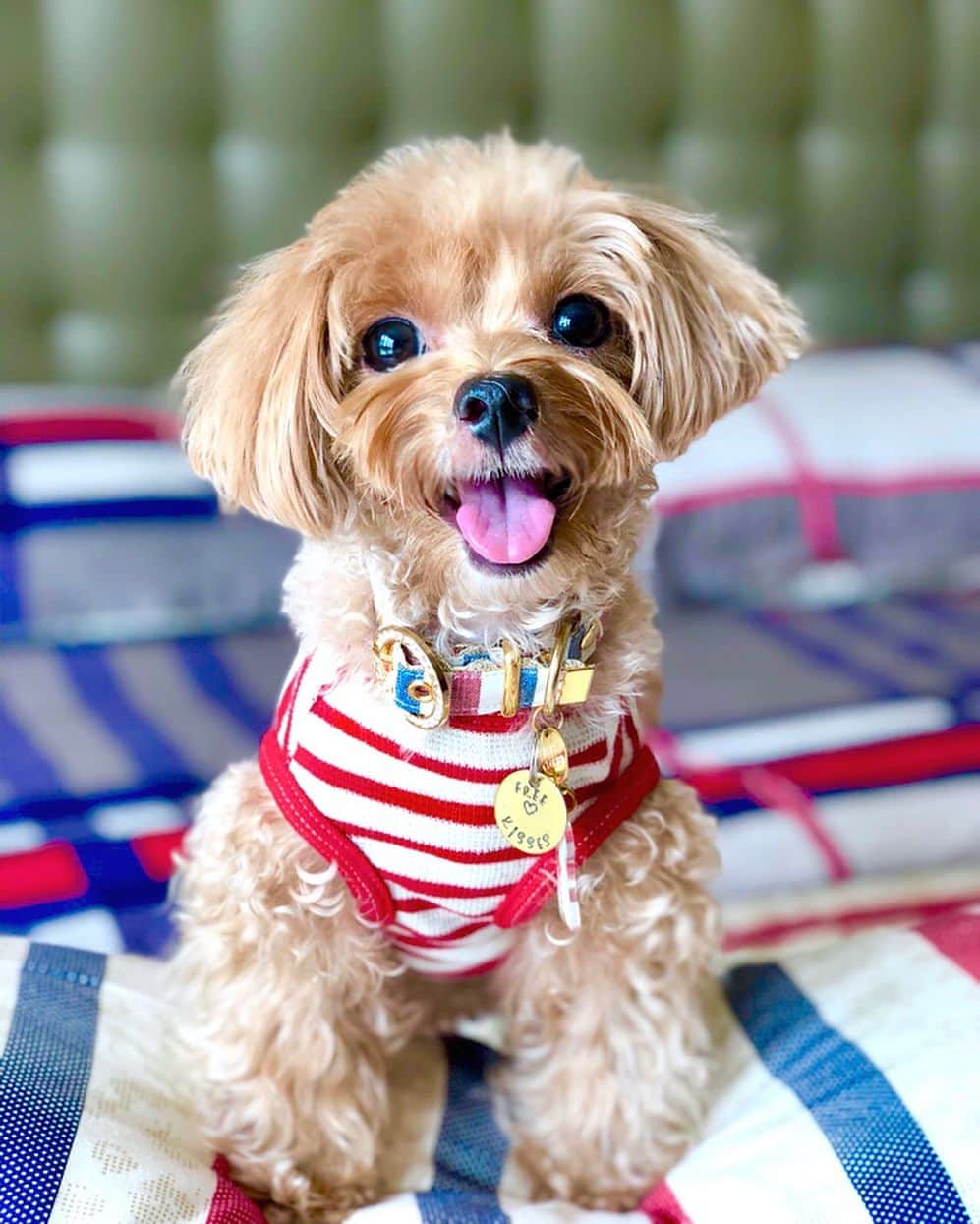 Ⓜ️їк◎ みこ 미코 ? Dogsのインスタグラム