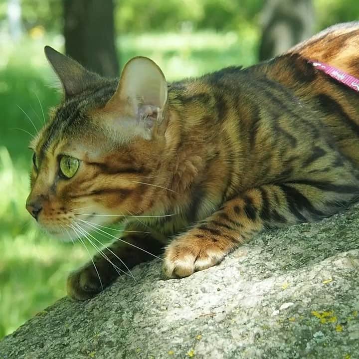 Celeb Bengal Cat · Simbaのインスタグラム：「Spring is coming 🐆」