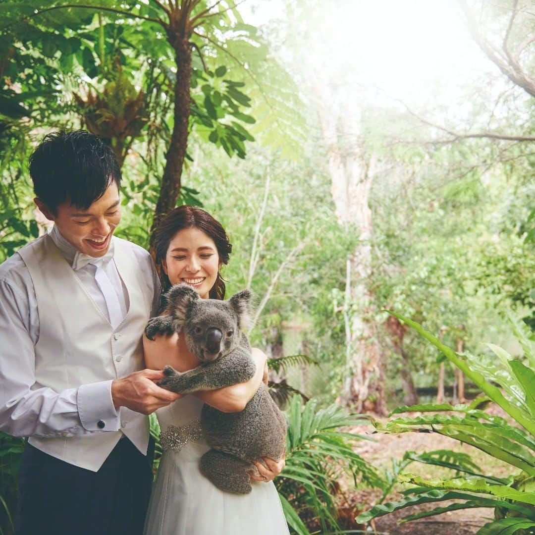 ワタベウェディングさんのインスタグラム写真 - (ワタベウェディングInstagram)「コアラやワラビーなどの動物たちとのふれあいも叶うオーストラリアウェディング。 ・ ・  #ワタベウェディング #リゾートウェディング #挙式 #オーストラリア挙式 #オーストラリアウェディング #リゾ婚 #結婚式 #プレ花嫁 #結婚式準備 #ウェディングフォト #コアラ #コアラフォト  #watabewedding #resortwedding #wedding #weddingideas #australia #australiawedding #cairns #alamandagreatbarrierreefchapel #hiltonbluehorizonchapel #weddingdress」2月21日 12時02分 - watabewedding