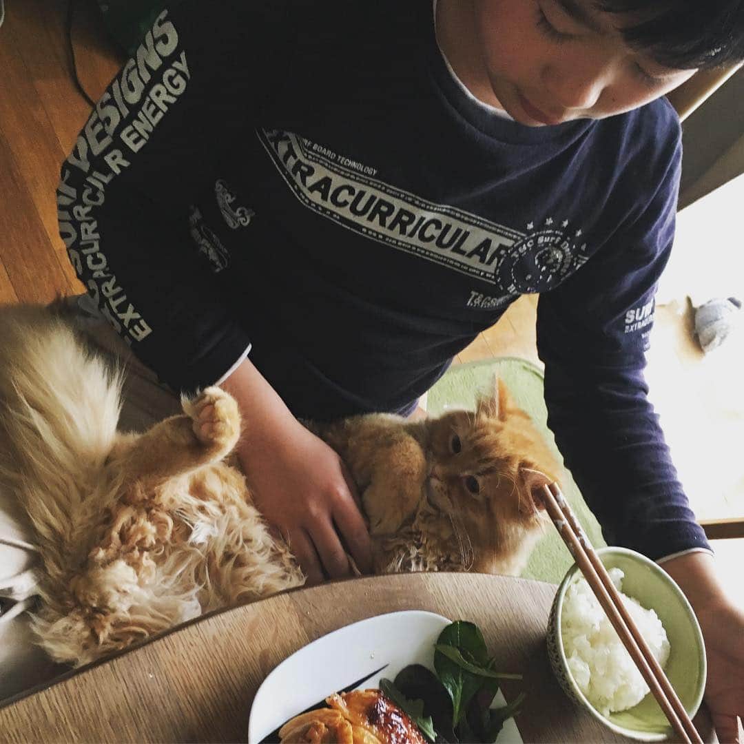 ばばかよのインスタグラム：「It’s calculated out of every day. Only fine thanks. 判断つかぬことの連続。元気だけがありがたい。#猫 #生活 #cat #with #fine #daily」
