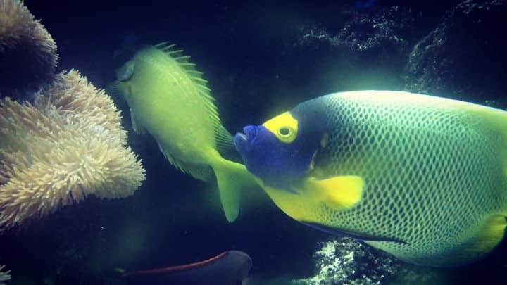 猪俣ユキのインスタグラム：「🐟🐡🐠」