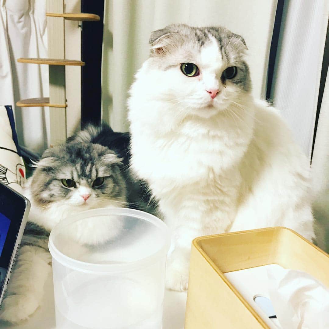 今日マチ子のインスタグラム：「本日も高貴なムーム嬢と愛を振りまくネルネさん。「猫嬢ムーム」2巻は3月発売です！  #猫の日」