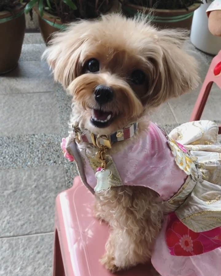 Ⓜ️їк◎ みこ 미코 ? Dogsのインスタグラム：「Today is the 7th day of Chinese New Year, aka the birthday for everybody.  ᕼᗩᑭᑭY ᗷIᖇTᕼᗪᗩY my dearest IG furiends 🎂🥂🎉 BTW I have also invited some of my bffs over for Primal nuggets buffet 😍😋 Wulala it’s sooo yummy 🤩🤪 . 👗 @missvavahk  #MikoandB2KPet #PrimalPetFoods #b2kpet @PrimalPetFoods @b2kpet . #maltipoosofinstagram #dogs #maltipoo #maltese #toypoodle #ワンコ #わんこ #犬 #いぬ #トイプードル #dogsoftheday #poodlesofficial #poodle #puppylove #petfancy#furball #sgpet #poodleclub #poodleclubsg #furbabies #furballs #fluffypack #puppiesforall #pawsomepoodles #singaporedogs #개 #푸들」