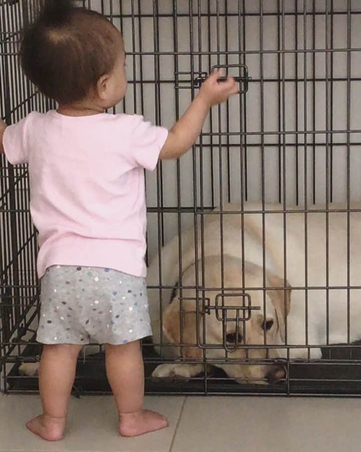 Rocky the Labのインスタグラム：「When the little hooman knows how to lure you in, but doesn’t know how to get you back out... 🙄🤔 #EnglishLabrador #LabradorRetriever #labrador #labradorable  #labradorlife #labradorlover #labradorpuppy #itsalabthing #ilovemylab #justlabradors #TalesOfALab #yellowlaboftheday #yellowlabrador #yellowlab #worldofmylab #worldoflabs #dogsofinstagram #petstagram #labradorsofinstagram #hungryforattention #dogsofinstagram #TopDogPhoto #labradoroftheday #dogoftheday #labradorsofig #labradorworld #puppyatheart #foreverbullied #bullylittlesister #bullybaby」