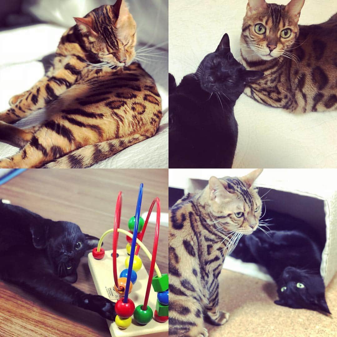 松丸友紀さんのインスタグラム写真 - (松丸友紀Instagram)「2月22日。 全ての猫たちへ。 いつも優しさをくれてありがとう。 #2月22日 #猫の日 #cat#cats#catstagram#ilovecats #bengalcats#blackcats#リタ#クロエ#猫#peace#love」2月22日 14時16分 - yuki_matsumaru