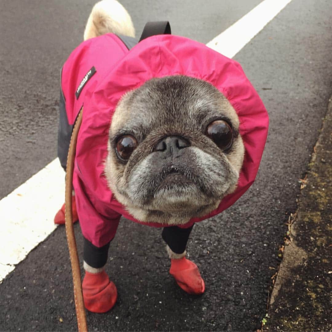 八兵衛さんのインスタグラム写真 - (八兵衛Instagram)「Today's walk☂️ * * 梅干しくん出陣🔴 * * #ちょいとそこまで🚹 #雨の日コーデ #梅干しくん #アルファアイコン #alphaicon  #ほぼ黒パグ #おじいちゃん犬 #pug #puggy #puglife #puglove #petstagram #pugstagram #pugsofinstagram #pugs #dog #ふわもこ部  @igersjp #IGersJP #east_dog_japan #pecoイヌ部 #八兵衛 #はちべえ」2月22日 15時16分 - huxxi