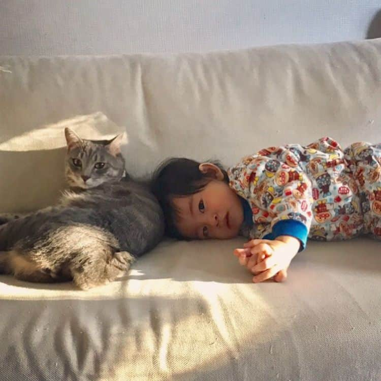 池田麻理子さんのインスタグラム写真 - (池田麻理子Instagram)「猫の日だから🐈🐈🐈🐈 #うちの4匹全員集合 #うずらさん #つくねさん #もずくさん #ささみさん  #5歳 #3歳 #1歳 #0歳 #もずくさんだけ男の子 #何もないところで転ぶみんなの天然お姉ちゃんうずら #ビビりすぎて壁にもフーシャー言ってるレアキャラつくね #人や猫が大好きすぎる我が家の外交官もずく #子猫のくせにすでに気が強すぎて将来が不安なささみ #みんなわたしのたからもの #うちに来てくれてありがとう #猫の日 #ねこのひ #にゃんにゃんにゃん  #2月22日 #猫 #catstagram #みんねこ」2月22日 16時06分 - mariko_ikeda_