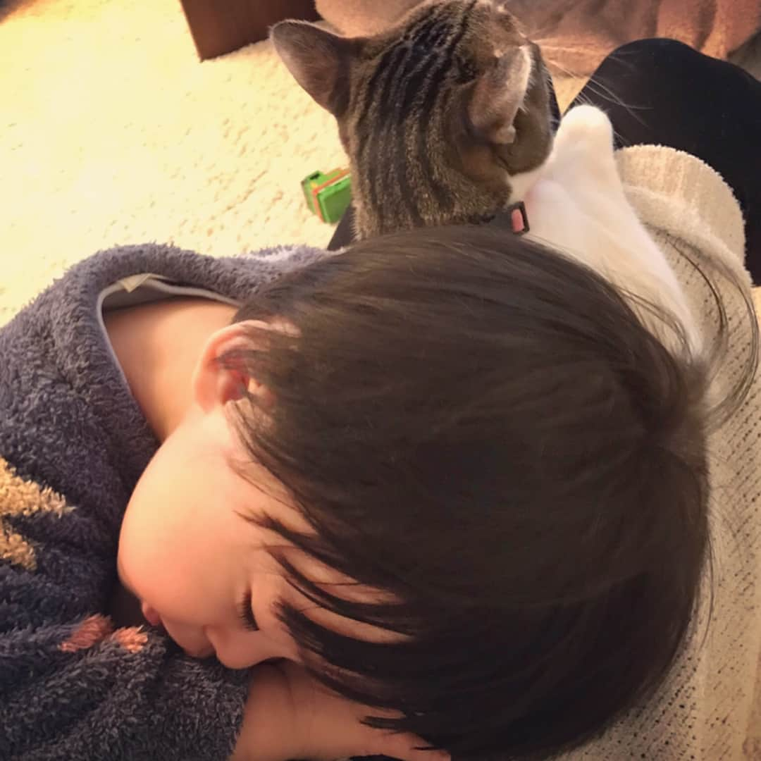 池田麻理子さんのインスタグラム写真 - (池田麻理子Instagram)「猫の日だから🐈🐈🐈🐈 #うちの4匹全員集合 #うずらさん #つくねさん #もずくさん #ささみさん  #5歳 #3歳 #1歳 #0歳 #もずくさんだけ男の子 #何もないところで転ぶみんなの天然お姉ちゃんうずら #ビビりすぎて壁にもフーシャー言ってるレアキャラつくね #人や猫が大好きすぎる我が家の外交官もずく #子猫のくせにすでに気が強すぎて将来が不安なささみ #みんなわたしのたからもの #うちに来てくれてありがとう #猫の日 #ねこのひ #にゃんにゃんにゃん  #2月22日 #猫 #catstagram #みんねこ」2月22日 16時06分 - mariko_ikeda_