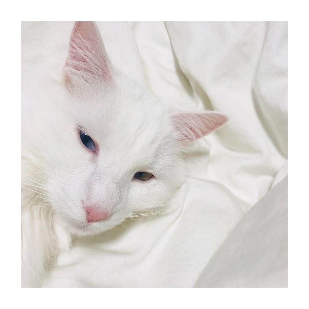 和田颯さんのインスタグラム写真 - (和田颯Instagram)「#2月22日  #にゃんにゃんにゃん  #猫の日  #シエル」2月22日 18時29分 - da_ice_hayate_wada