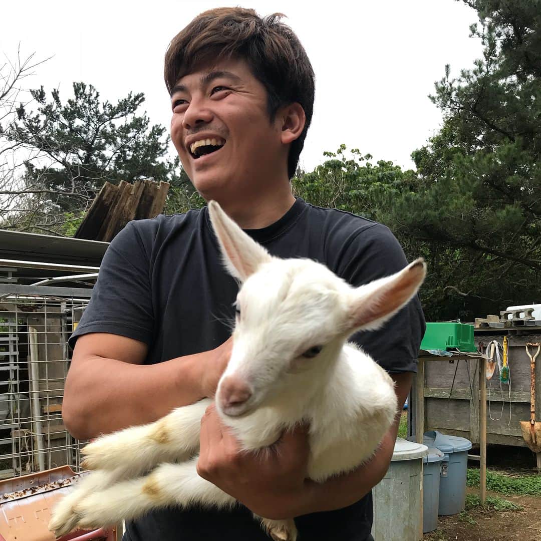 小谷あゆみさんのインスタグラム写真 - (小谷あゆみInstagram)「お母さんのお乳をもらいたいのにお母さんがエサに夢中で諦めて草たべる子ヤギ 飛び跳ねかたがたまらないーー #大宜味村 で山羊25頭を育てる 金城輝さんの農場へおじゃましました！ 山羊肉にするために大きくなるよう改良する世の中の動きに逆行して、 輝さんのところでは子ヤギになるよう小さい品種、小さい品種を選んでかけあわせています。 ペットや学校飼育には小さい方がかわいくて飼いやすいものね。 山羊にもいろんなマーケットがあります。 他の牧場でお仕事を持つ輝さんは疲れて帰ってから山羊たちの世話をして癒されるそうです。 山羊の多様な価値を教わりました スモールイズビューティフル！ スモールイズキュートでかわいくてたまりませんーー 明日は石垣へ うまくいきますように #山羊 #沖縄 #島ヤギ」2月22日 19時07分 - vegeanaayu