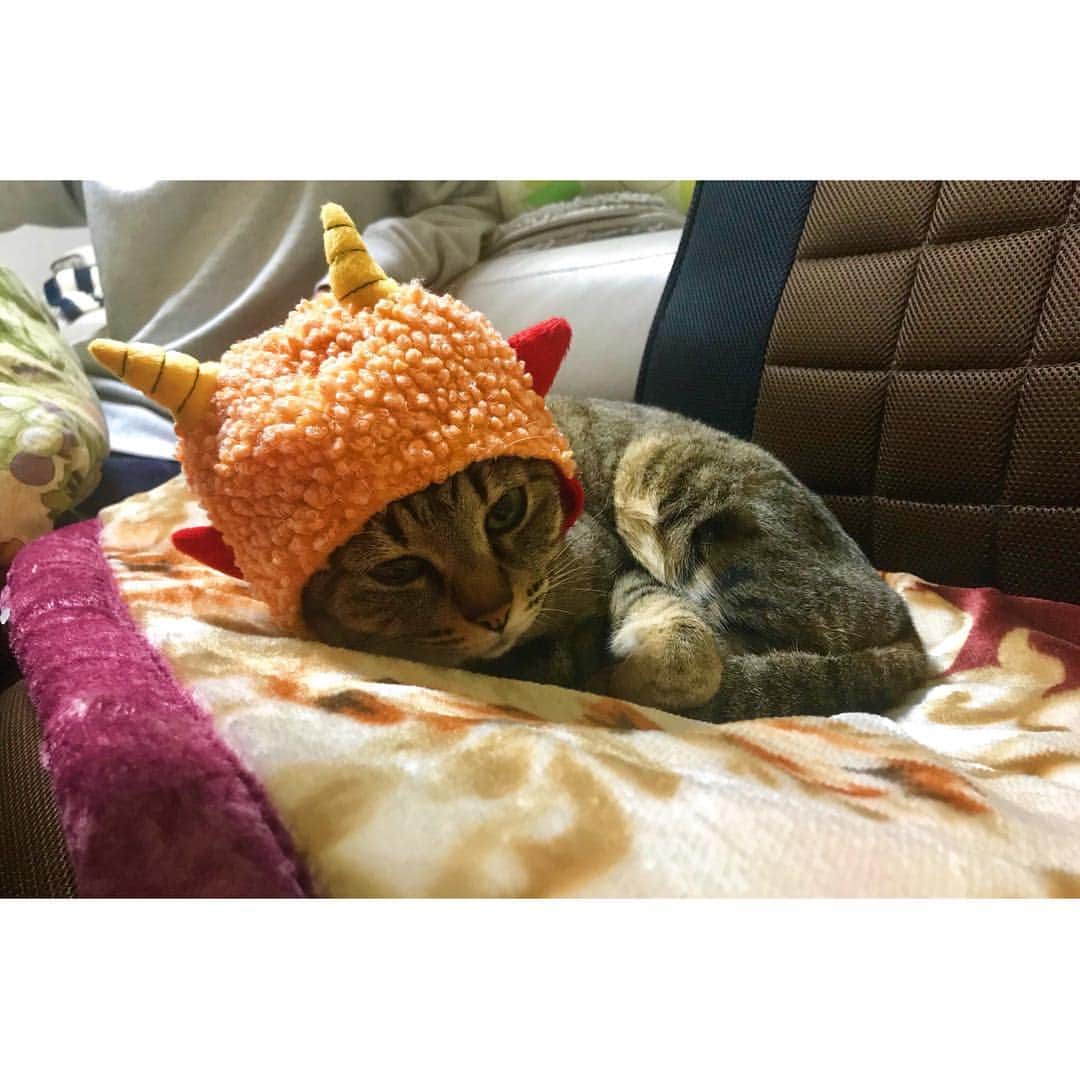 鎧坂哲哉のインスタグラム：「にゃんにゃんにゃん  にゃんにゃんにゃんにゃん #猫の日 #仮装」
