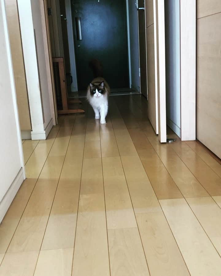 Natsukiのインスタグラム：「ぽてぽて歩きのクラムさん(笑)  # cat #ragdoll」