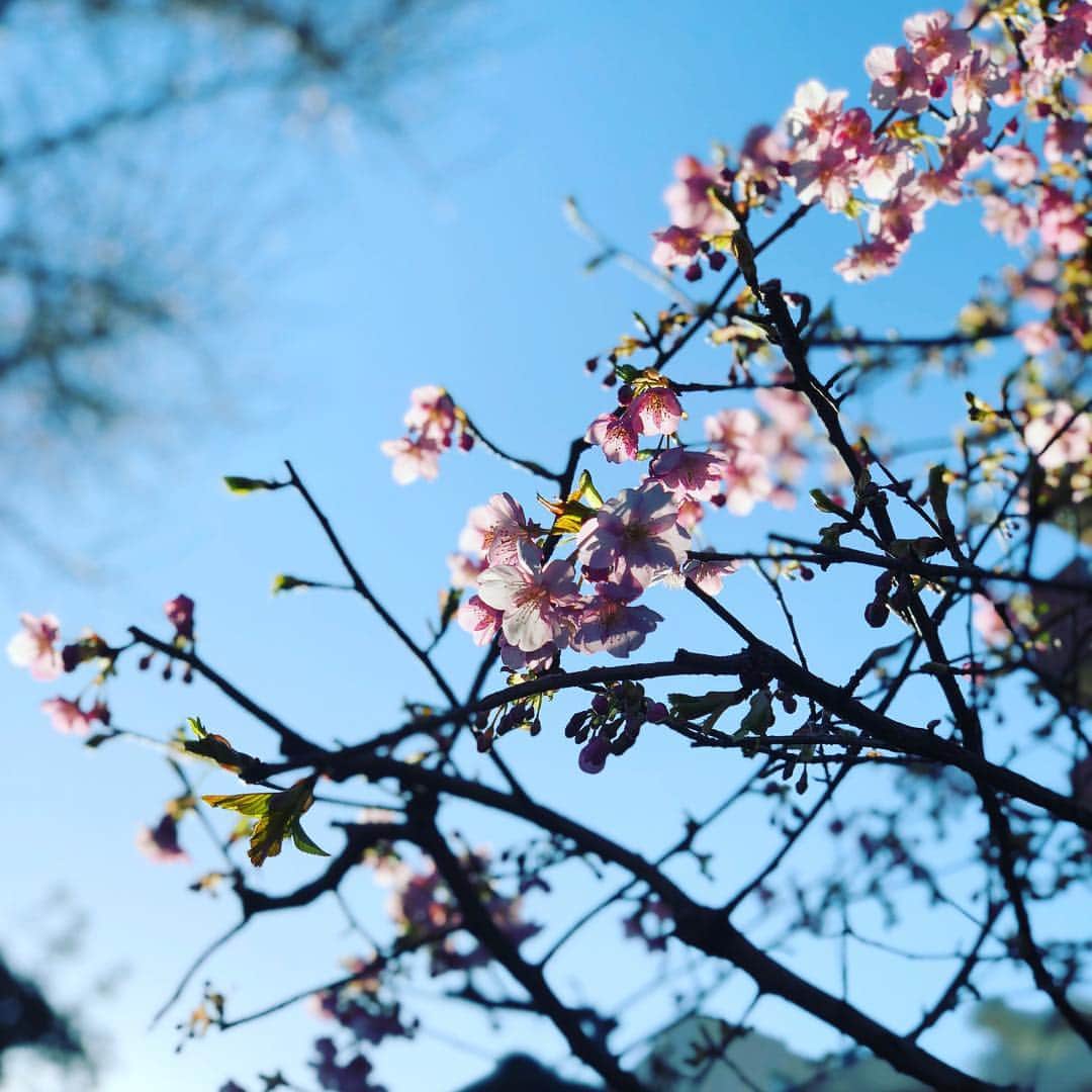 相馬有紀実のインスタグラム：「この間桜が咲いているのを見つけました。寒桜だったかな。寒い時期の桜、綺麗でした。 早く春きてほしいな🌸 #寒桜 #春」