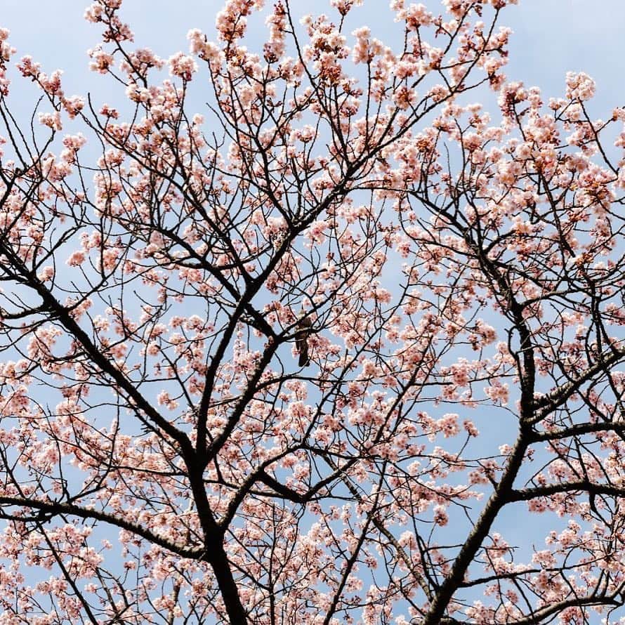 DOUのインスタグラム：「ㅤㅤㅤㅤㅤㅤㅤㅤㅤㅤㅤㅤㅤ 春の匂いを嗅ぎつけて。 ㅤㅤㅤㅤㅤㅤㅤㅤㅤㅤㅤㅤㅤ #dou#namadorayaki#dorayaki #sweets#japanesesweets  #生どら焼き#生どら焼きミニ ㅤㅤㅤㅤㅤㅤㅤㅤㅤㅤㅤㅤㅤ」