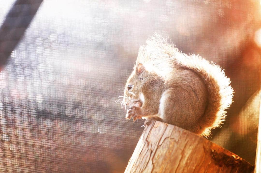 antibac2k_official from Tokyo Japanのインスタグラム：「- Squirrel - #写真 #写真好きな人と繋がりたい #動物 #リス #カメラ女子 #ファインダー越しの私の世界」