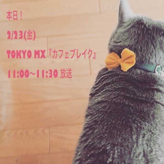 のインスタグラム：「おはようございます❤️ さて❗️今日はカフェブレイクの日です🤩  本日 2/23(金) TOKYO MX『カフェブレイク』 11:00～11:30  是非みてくださいね♪♪ 写真は我が家の#ライナス  でーす🐈  ロシアンブルーのプログラムにも載りましたニャ❤️ #mxtv  #カフェブレイク  #沙央くらま  #猫 #cat  #linus  #コマスタ」