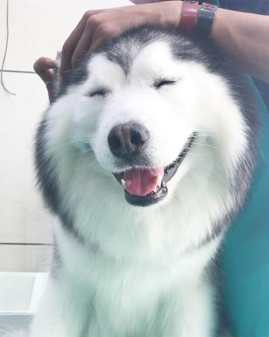 MARUのインスタグラム：「When someone plays with your hair ☺️❤️ ____________ #houndandlife#huskypics#bestwoof#meowvswoof#myhusky#Ruffpost#videobyanimals#dog_features#my_husky#barkpost#dailybarker#photos4ellen#huskylovingclub#alaskanmalamute#excellent_dogs#thedodo#sendadogphoto#itsahuskything#huffpostgram#dogs_of_instworld#ilovehuskies_features#buzzfeedanimals#viralpets#meowsandwoofs#funbestvids」