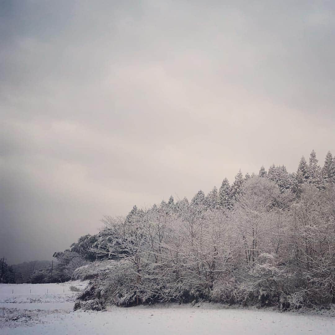 我妻マリさんのインスタグラム写真 - (我妻マリInstagram)「この冬三度目の雪は翌朝太陽が 出るとすうっと溶けてしまった。」2月23日 19時14分 - azumamari