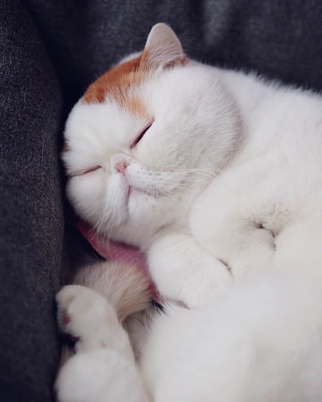 snoopyのインスタグラム：「☁️ ☁️ Cloud」