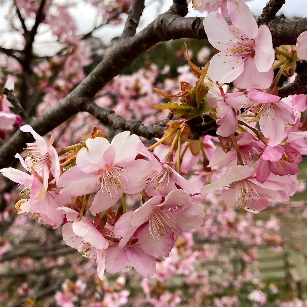 石田靖さんのインスタグラム写真 - (石田靖Instagram)「テレビ東京❼『昼めし旅』で 千葉県鋸南町（きょなんまち）へ😁 春先取りの頼朝桜が咲きはじめてる 鋸南町で「あなたのごはん見せてください」〜3月13日OA予定〜 お楽しみに🙏🙏🙏 #テレビ東京 #昼めし旅 #あなたのごはん見せてください  #千葉県鋸南町 #鋸南町 #早咲き桜 #佐久間ダム #頼朝桜 #河津桜 #cherryblossom  #1枚目の写真はもう咲いてる #驚きの表情 #保田小学校 #道の駅 #給食風ランチ  #一期一笑  #石田靖」2月25日 15時12分 - yasulog