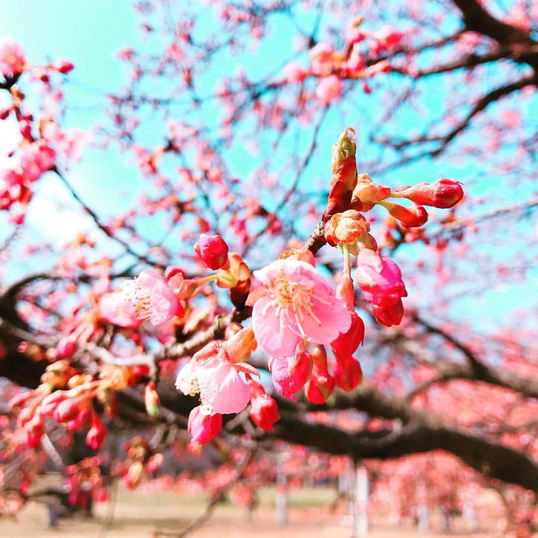 福嶋麻衣子さんのインスタグラム写真 - (福嶋麻衣子Instagram)「カンザクラが東京では綺麗に咲いてきています。梅とカンザクラ両方が見ごろの２月はなかなか良いものです(花粉症を除く)」2月25日 15時01分 - mofukuchang