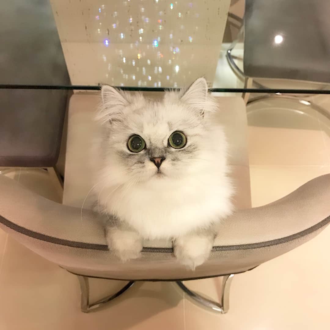 ジニョン さんのインスタグラム写真 - (ジニョン Instagram)「나 불렀어요?? ㅋㅋㅋ  #블리 #cat #고양이 #먼치킨」2月25日 13時04分 - jinyoung0423