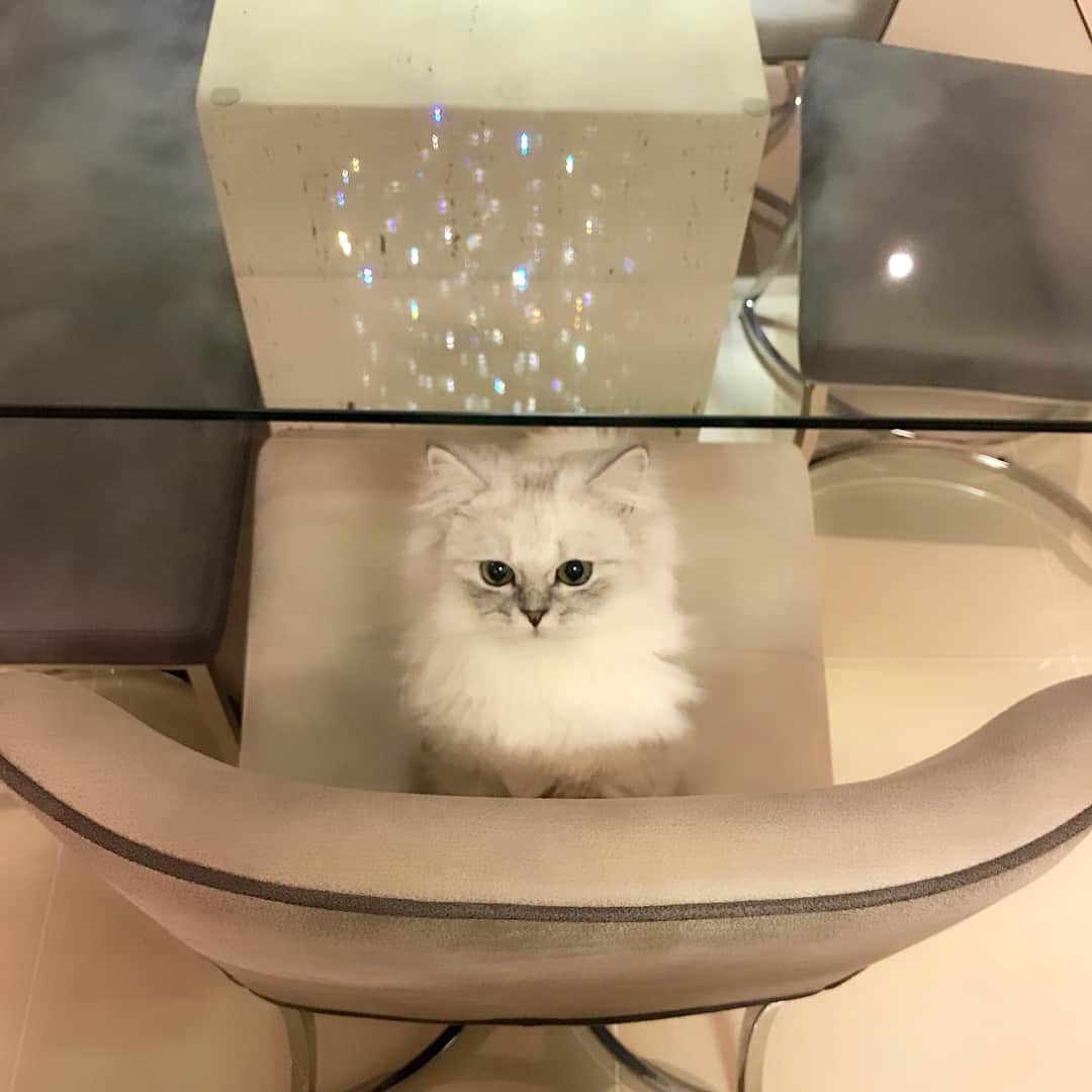 ジニョン さんのインスタグラム写真 - (ジニョン Instagram)「나 불렀어요?? ㅋㅋㅋ  #블리 #cat #고양이 #먼치킨」2月25日 13時04分 - jinyoung0423