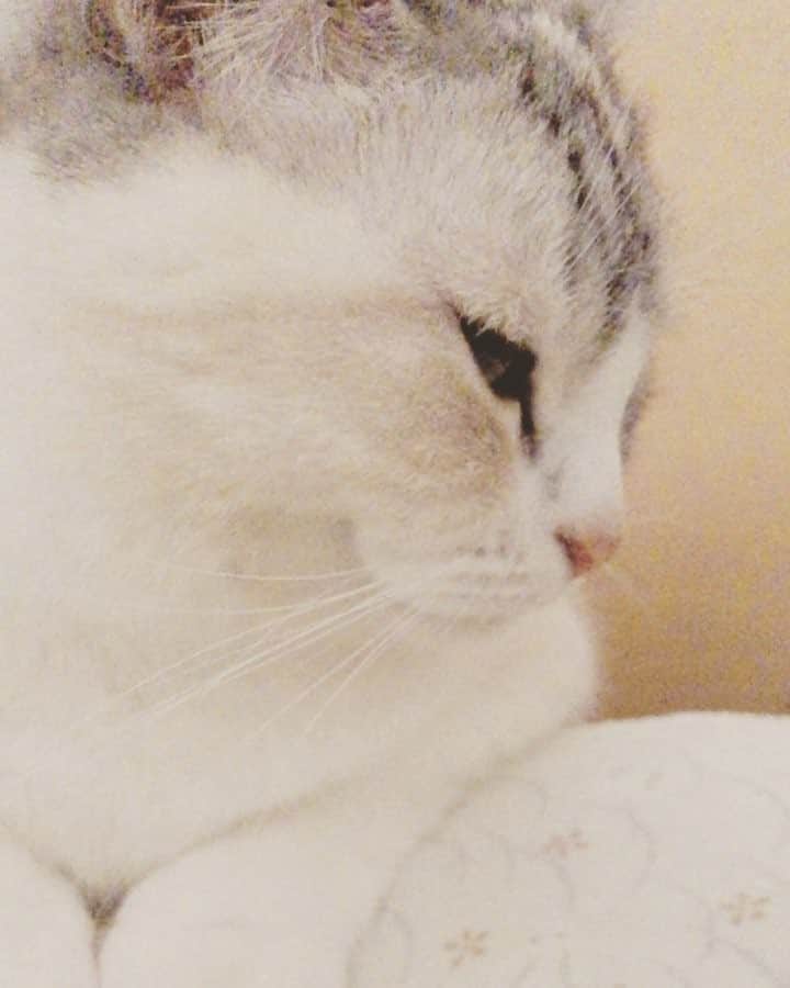Natsukiのインスタグラム：「朝早くに起こしにくるしらすさん。頭上でうるさいのです(笑)  暗いとこだから画質悪いけど許してね(笑)  # cat #scottishfold」