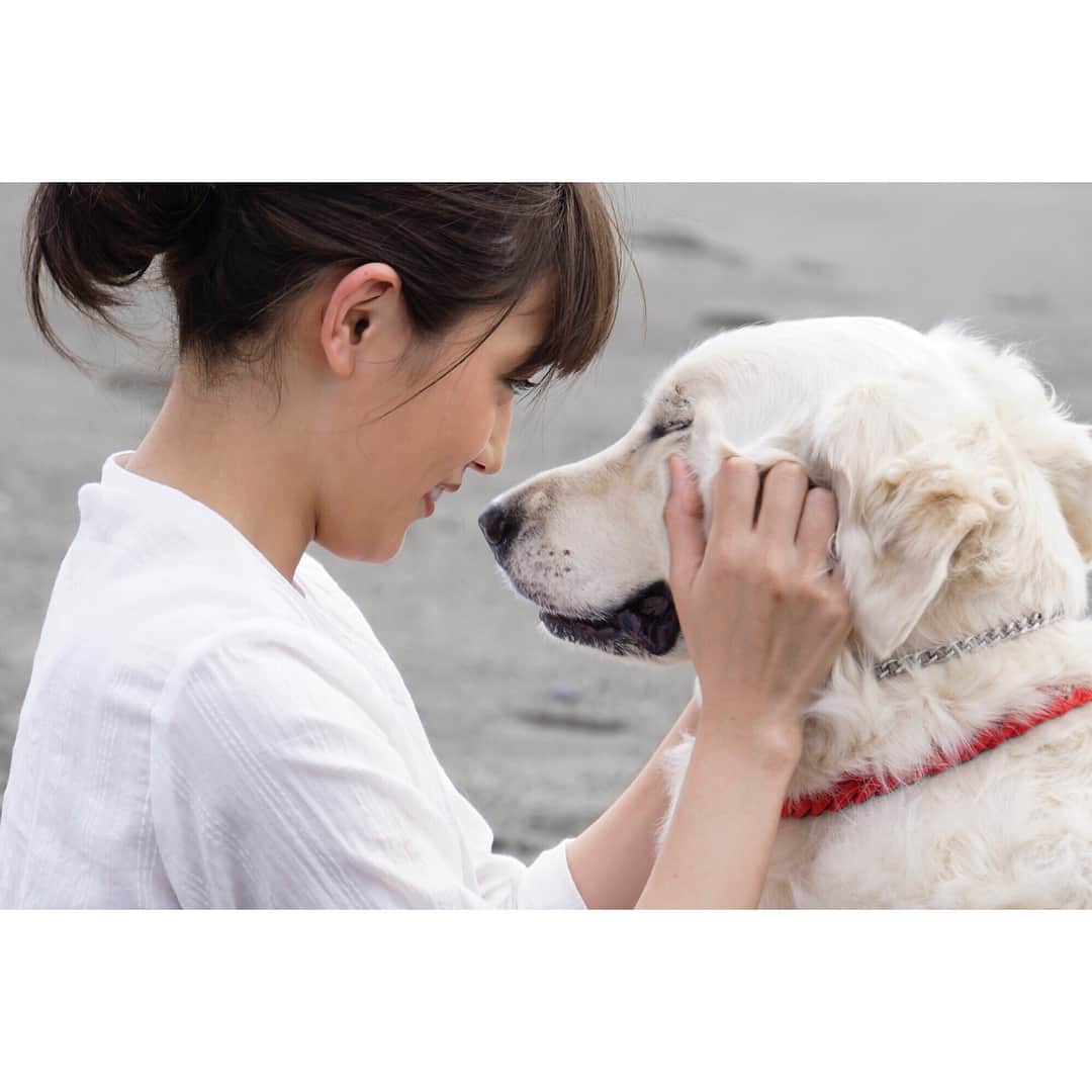 川口春奈さんのインスタグラム写真 - (川口春奈Instagram)「しろときいろまであと3日。今日は撮影中頑張ってくれた相棒をご紹介。夏海が飼っている愛犬エディ(本名はゲン♂)まぁとにかく可愛くて賢くて穏やかでいつも現場を癒してくれました。ゲンちゃんありがとうね☺︎」2月25日 15時57分 - haruna_kawaguchi_official