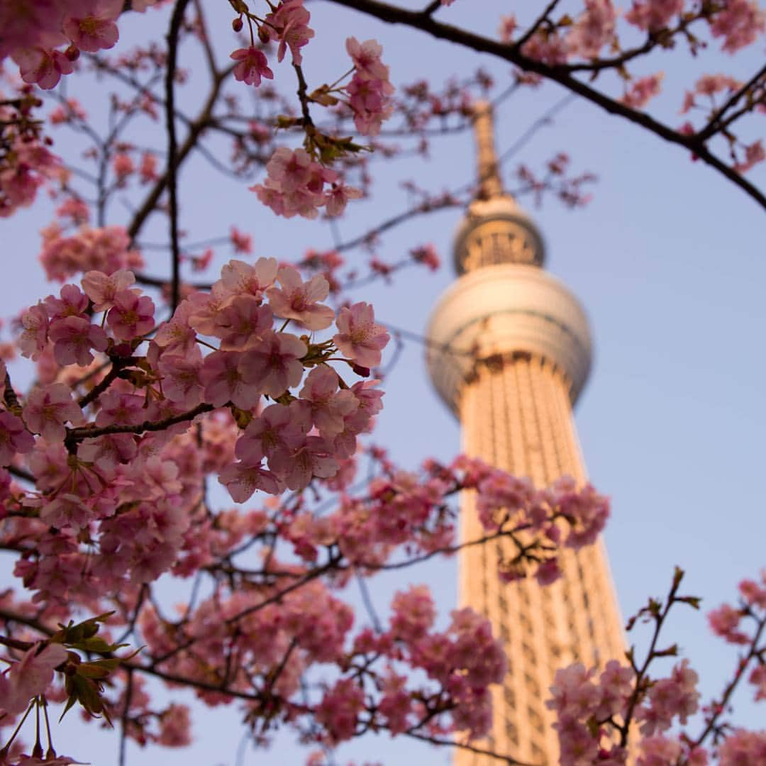 kazumaのインスタグラム：「.. . 🌸🗼 . . 毎年スカイツリー下の河津桜は撮ってるけど、 今年はめちゃめちゃ人が多い気がする🤔 . . 東京マラソンを沿道でちらっと見たけど、 vapor flynit履いてる人多かったな🏃 厚底ブームきてる❗❗ . . . #桜 #cherryblossom  #東京スカイツリー  #スカツリスト . . . . . . . . . . . . . . . ————————————————— #igersjp #team_jp_ #instagramjapan #icu_japan #ink361_asia  #instadaily #igrecommend  #lovers_nippon #picture_to_keep #FreedomThinkers #jp_gallery_member  #love #amazing #東京カメラ部 #pics_jp #indies_gram #reco_ig #instagood  #huntgramjapan #japan_daytime_view  #art_of_japan_ #ig_photooftheday #ファインダー越しの私の世界 #カメラ好きな人と繋がりたい ————————————————— . . . . . . .. ...」