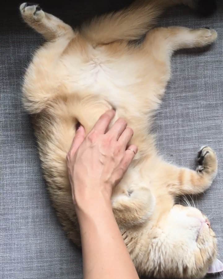 のインスタグラム：「Belly rubs iz life #Sunday #catlife ••••••••••••••••••••••••••••••••••••••••••••• . . . . . #pumpkinthepurrmachine #bouledepoil #catmyboss @go_animals_official @animals.co  @cats_of_instagram @catsnet @cats_of_world @cutepetclub #happycatclub #ronronar #みんねこ #animalvideo #catsnet #cats_of_world #แมว #ねこ #kedi #chaton #kawaii #animalsco #catsofgram #pleasantcats#thedailykitten #britishshorthair #gatton #gatti #gattini #fofo #catvideos #sweetcatclub #catloversclub #kittens_today」