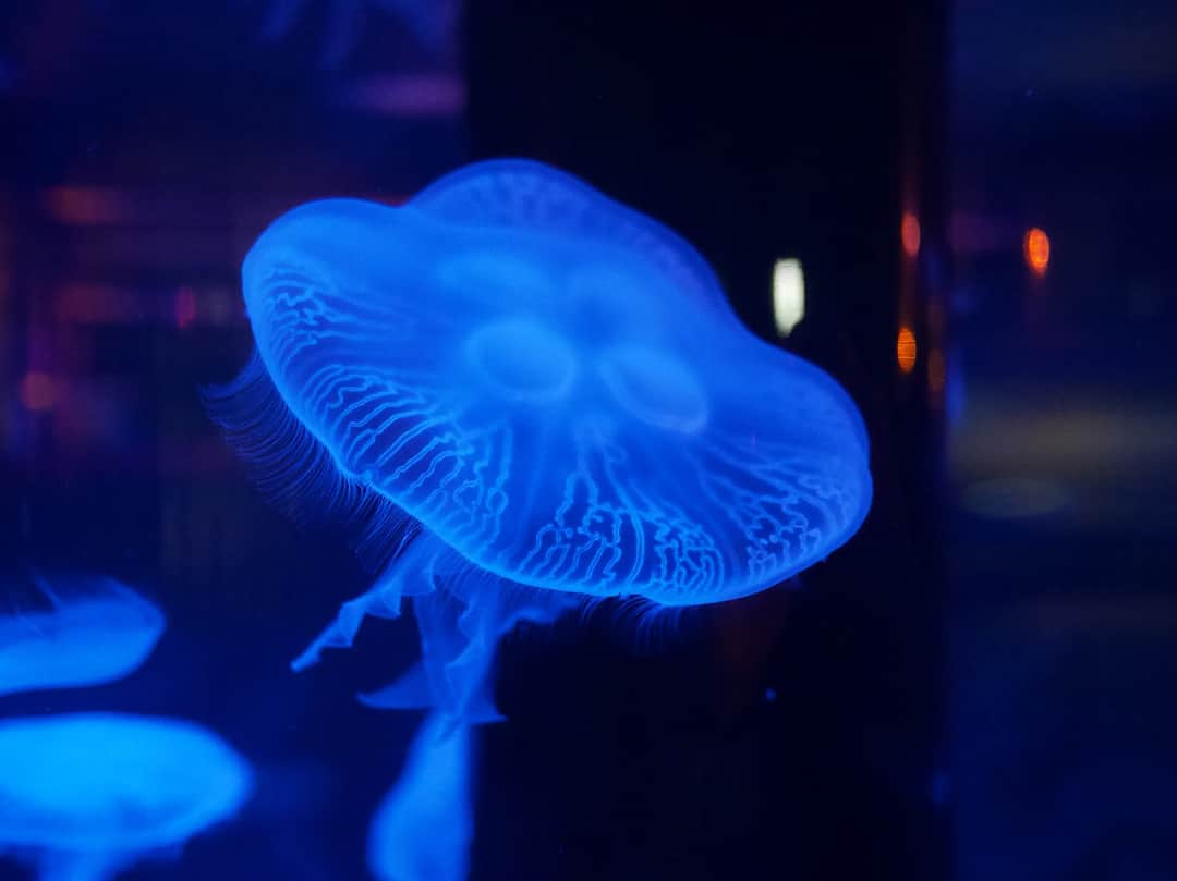 中山莉子さんのインスタグラム写真 - (中山莉子Instagram)「→ ㅤㅤㅤ #アクアパーク品川ㅤㅤㅤ 神秘的な世界でした 😮✨ ㅤㅤㅤ #くらげ#水族館ㅤㅤㅤ#aquarium#jellyfish ㅤㅤㅤ」2月25日 21時41分 - nakayama_riko_official