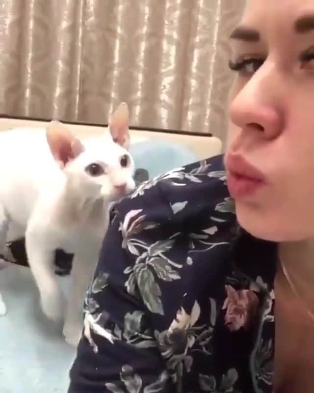 Animalsのインスタグラム：「😂 @viralpets」