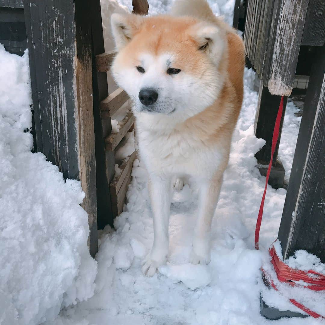 佐々木希さんのインスタグラム写真 - (佐々木希Instagram)「この間、 こまっちゃんと秋田旅⛄️ 新幹線こまちで行き角館駅で降りて、 毎年泊まっている大好きな宿へ…♡ その前に角館をプラプラ。 動画見てると改めて、 新幹線ってかっこいい！  #角館駅#秋田#新幹線こまち#旅」2月26日 14時31分 - nozomisasaki_official