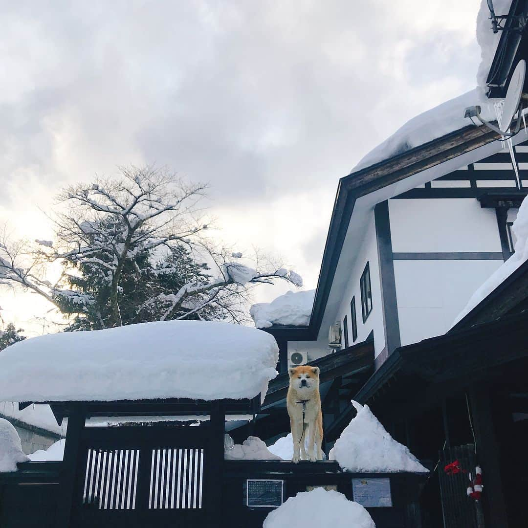 佐々木希さんのインスタグラム写真 - (佐々木希Instagram)「この間、 こまっちゃんと秋田旅⛄️ 新幹線こまちで行き角館駅で降りて、 毎年泊まっている大好きな宿へ…♡ その前に角館をプラプラ。 動画見てると改めて、 新幹線ってかっこいい！  #角館駅#秋田#新幹線こまち#旅」2月26日 14時31分 - nozomisasaki_official