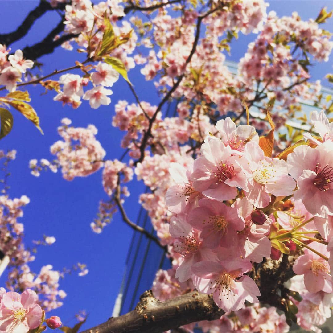 汐崎アイルさんのインスタグラム写真 - (汐崎アイルInstagram)「おはようございます #桜 #もうすぐ春ですね」2月27日 9時43分 - ire_shiozaki