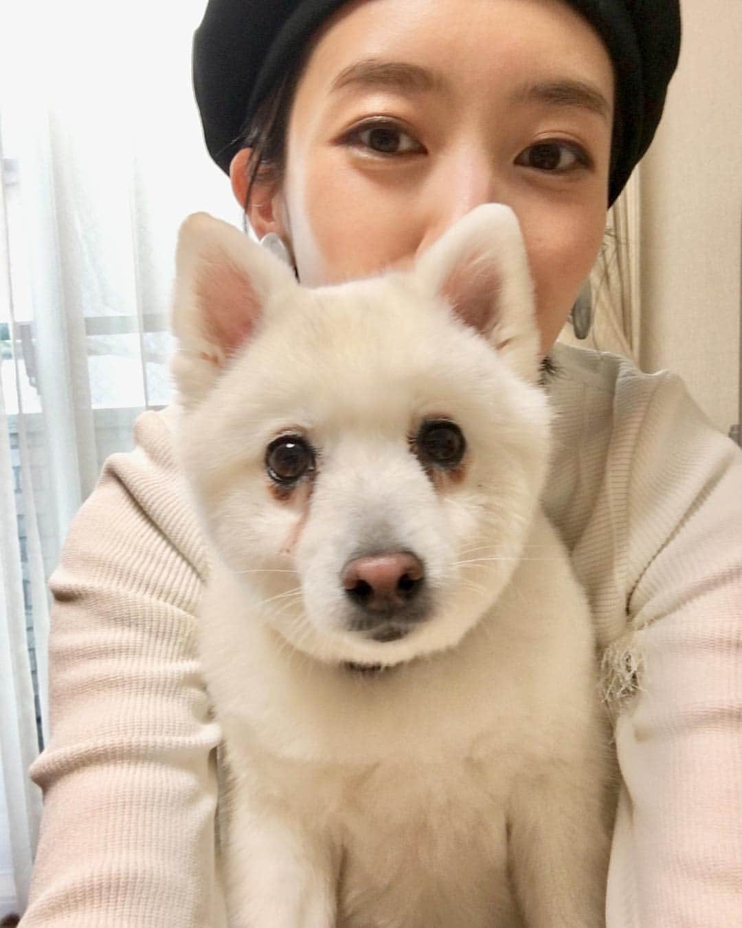 波瑠さんのインスタグラム写真 - (波瑠Instagram)「犬の真顔ってなんかおもしろい。 毛を短くしてるけど日本スピッツです。」2月27日 22時25分 - 06_haru_17