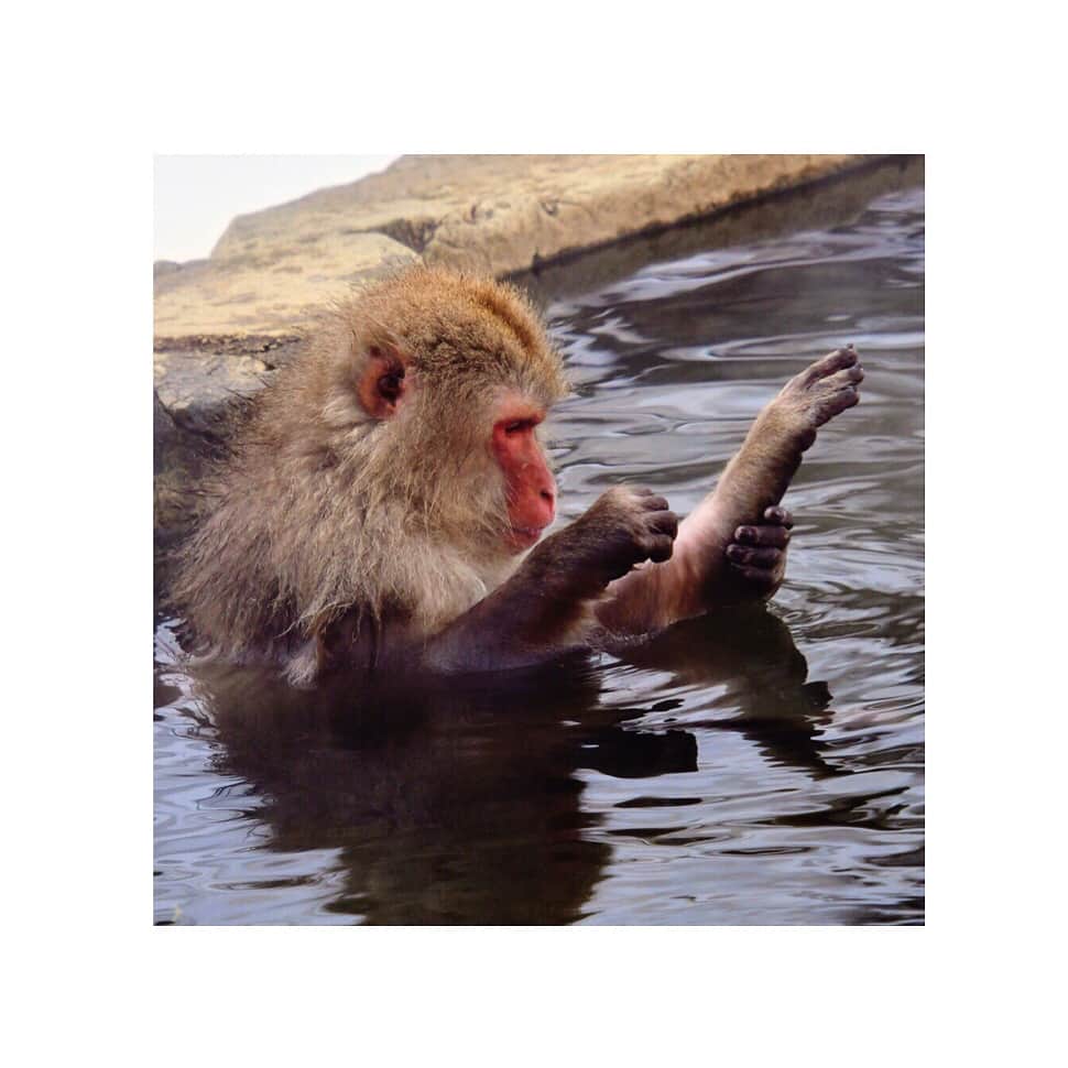 小澤陽子さんのインスタグラム写真 - (小澤陽子Instagram)「い〜い湯〜だなっ、あははん🐵♨️♪ 『お猿さんに、会ってきたよ。』 という題名で、祖父から送られてきた写真🐒。 * * 癒される〜☺️♨️ #よく見てください #自分で脚を持っている👣 #柔軟体操🤸‍♂️かな？ #人間みたい #かわいい〜〜😭💓 #シェアハピ」2月27日 14時09分 - yoko.ozawa729
