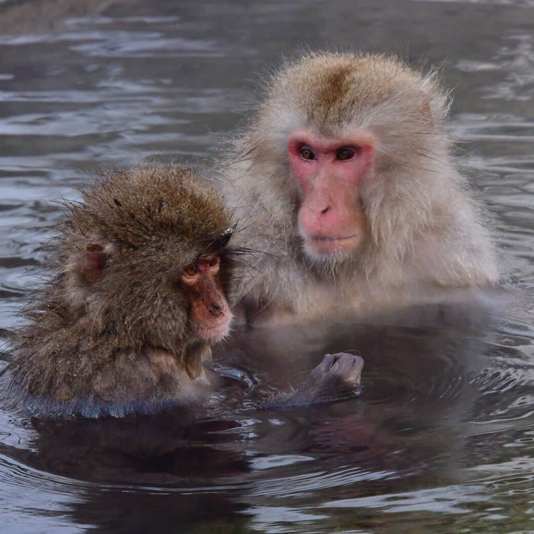 小澤陽子さんのインスタグラム写真 - (小澤陽子Instagram)「い〜い湯〜だなっ、あははん🐵♨️♪ 『お猿さんに、会ってきたよ。』 という題名で、祖父から送られてきた写真🐒。 * * 癒される〜☺️♨️ #よく見てください #自分で脚を持っている👣 #柔軟体操🤸‍♂️かな？ #人間みたい #かわいい〜〜😭💓 #シェアハピ」2月27日 14時09分 - yoko.ozawa729